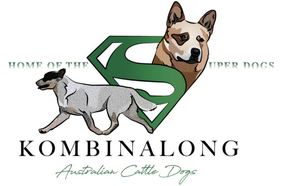 Kombinalong Australian Cattle Dogs